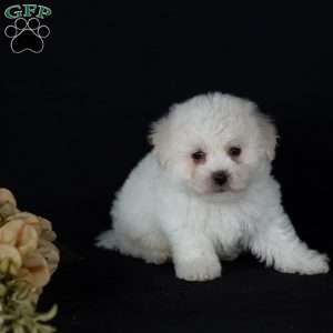 Titan (Mini), Bichon Frise Puppy